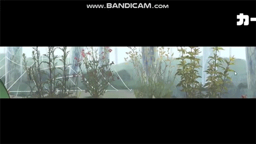 【大型ACT/全动态】大姐姐的忍法帖~NoTearsAction DL完整正式版【2.5G】【新作/全CV】